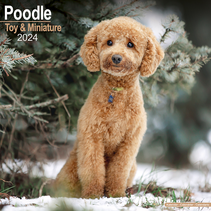 Poodle Toy & Miniature Calendar 2024 (Square)